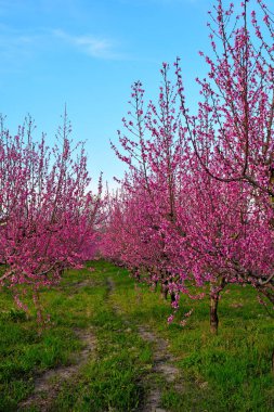 Volpedo Alessandria Piedmont İtalya 'da çiçek açan şeftali ağaçları