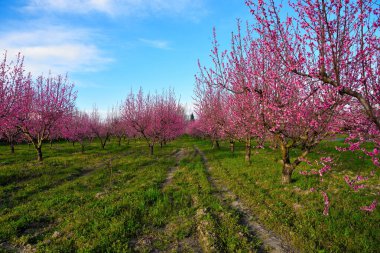 Volpedo Alessandria Piedmont İtalya 'da çiçek açan şeftali ağaçları