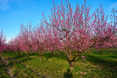 Volpedo Alessandria Piedmont İtalya 'da çiçek açan şeftali ağaçları