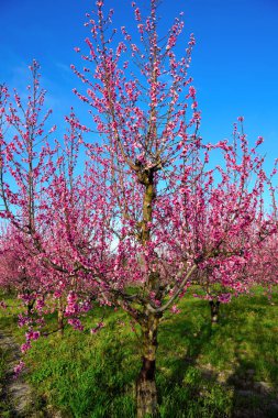 Volpedo Alessandria Piedmont İtalya 'da çiçek açan şeftali ağaçları