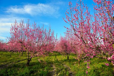 Volpedo Alessandria Piedmont İtalya 'da çiçek açan şeftali ağaçları