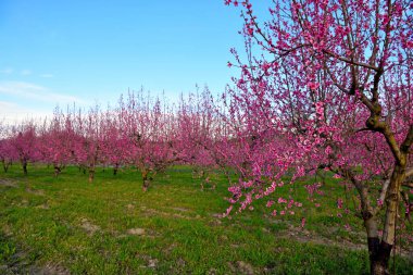 Volpedo Alessandria Piedmont İtalya 'da çiçek açan şeftali ağaçları