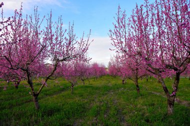 Volpedo Alessandria Piedmont İtalya 'da çiçek açan şeftali ağaçları