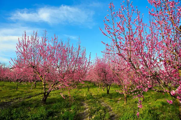 Volpedo Alessandria Piedmont İtalya 'da çiçek açan şeftali ağaçları