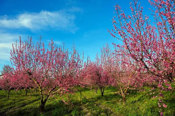 Volpedo Alessandria Piedmont İtalya 'da çiçek açan şeftali ağaçları
