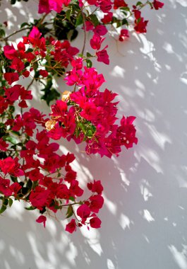 Alte Algarve Portekiz 'in tarihi merkezinde bougainvillea