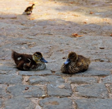Alte Algarve Portekiz 'de ördek yavruları