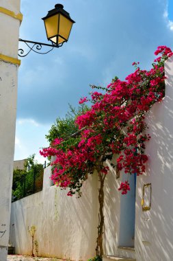 Alte Algarve Portekiz 'de ördek yavruları