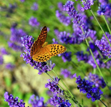 Argynnis paphia kelebeği lavanta çiçeğinin üzerinde