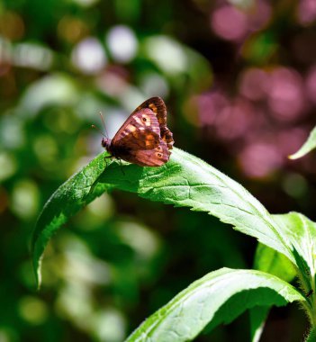 Kelebek Pararge aegeria Mount Kafkasya (Kafkasya) Cenova İtalya