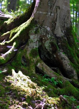 Barbagelata 'dan Kafkasya Dağı' na giden yolda ağaç kökleri (genoa italy)