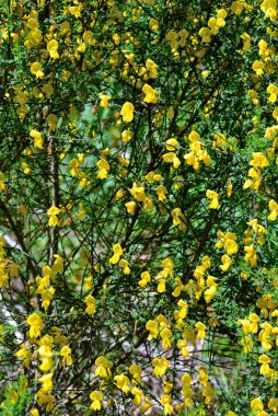 Kafkasya Dağı (Kafkasya) Ceneviz Yolu üzerindeki süpürge.