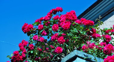 Montebruno Genoa İtalya 'daki gül çalısı.