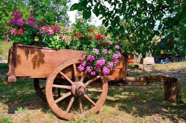  Albera Ligure Alessandria İtalya belediyesine bağlı Val Borbera 'nın Vendersi bölgesinde çiçekler