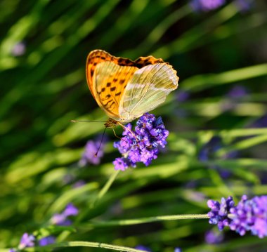 Argynnis paphia kelebeği lavanta çiçeğinin üzerinde