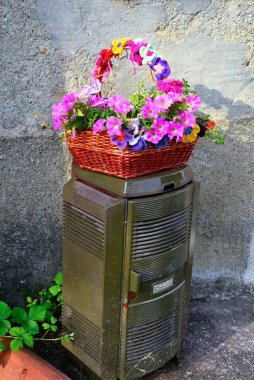 Albera Ligure Alessandria İtalya belediyesine bağlı Val Borbera 'nın Vendersi bölgesinde çiçekler