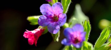 Pulmonaria officinalis ya da bilinen adıyla Ciğerotu, Mary 'nin gözyaşları ya da Meryem Ana' nın süt damlaları Pulmonaria familyasından Boraginaceae familyasına ait bir bitkidir..