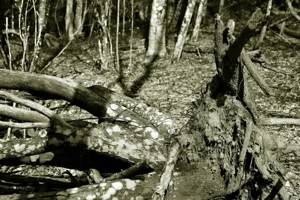 İtalya, Ceneviz 'deki Antola Dağı yolunda bir orman var.