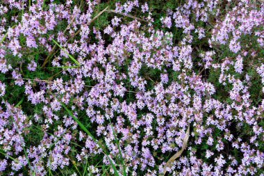 Thyme (Thymus vulgaris), Lamiaceae familyasına ait aromatik bir bitkidir..