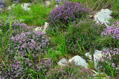 Thyme (Thymus vulgaris), Lamiaceae familyasına ait aromatik bir bitkidir..