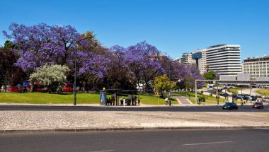  26 Mayıs 2025 Lizbon Portekiz 'de Jacaranda ağaçlarının çiçek açtığı Marqus de Pombal Meydanı