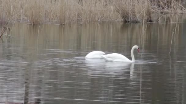 Two White Swans White Swans Looking Food Pond — Stock Video