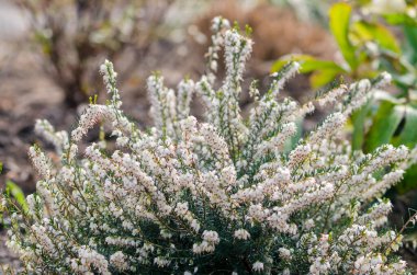 beautiful heath with white flowers