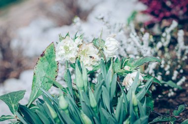 spring white helleborus flowers blossoming in green spring garden