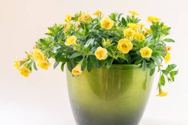 yellow petunia flower in green flower pot isolated clipart
