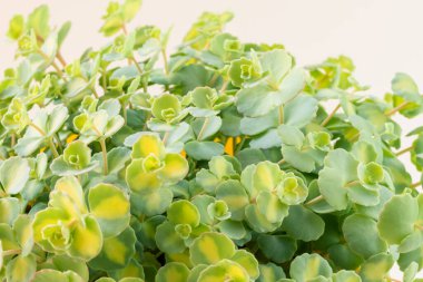 yeşil renklendirilmiş dekoratif sulu, beyaz arkaplan, izole