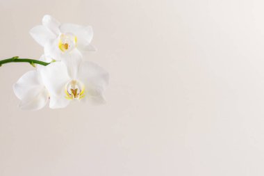 Güzel beyaz orkide çiçek açan 