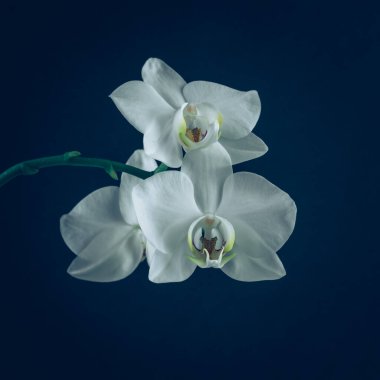 beautiful white orchid flower blooming, black background