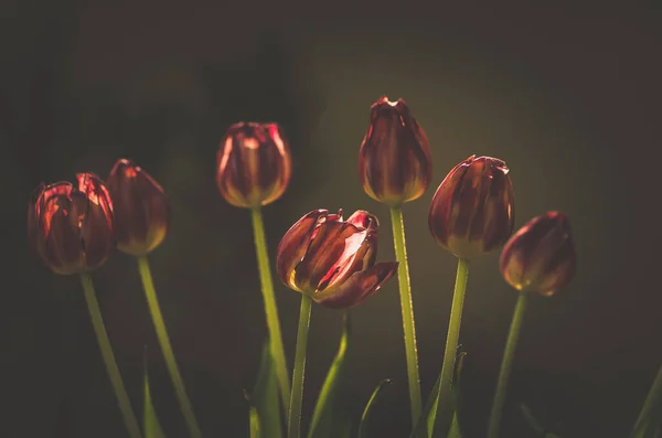 Blooming Red White Tulips Green Leaves Sad Funeral Concept Dark — Stock Photo, Image