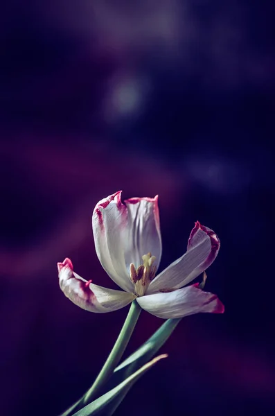 blooming red white tulips with green leaves, sad funeral concept, dark atmosphere, copy space