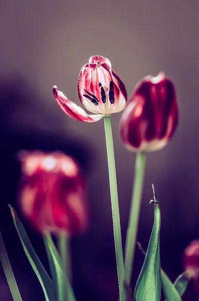 blooming red white tulips with green leaves, sad funeral concept, dark atmosphere