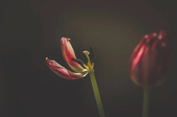 blooming red white tulips with green leaves, sad funeral concept, dark atmosphere