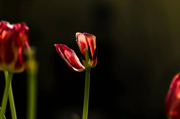 Blooming Red White Tulips Green Leaves Sad Funeral Concept Dark — Foto Stock