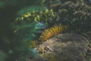 green moss plant in sunlight, micro world of nature