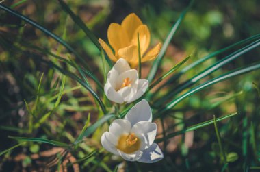 white and yellow crocuses in spring garden, copy space