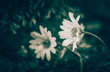 tiny white spring flowers, retro effect