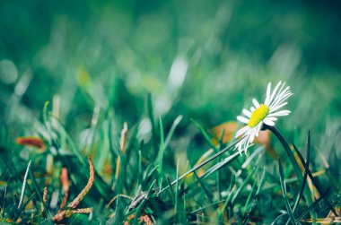 white daisy flower in green grass in springtime in garden
