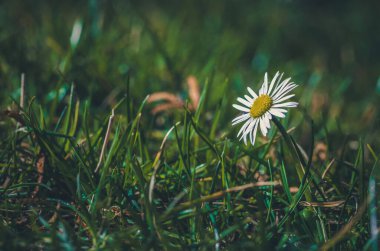 white daisy flower in green grass in springtime in garden