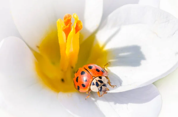 Spring Nature Flowers Insects Beauty Nature — Stockfoto
