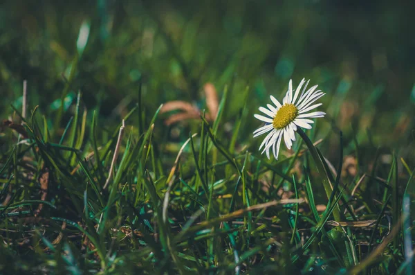 White Daisy Flower Green Grass Springtime Garden — Foto Stock