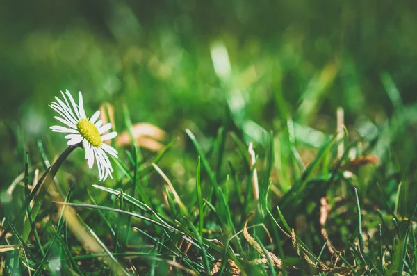 white daisy flower in green grass in springtime in garden