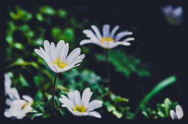 Anemone Blanda beyaz gölgeler, güzel dekoratif küçük bahar ormanı çiçeği
