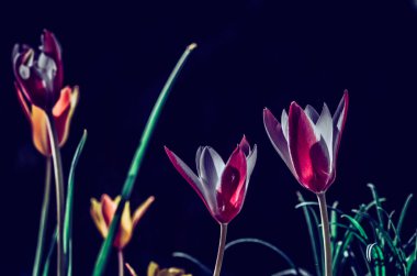 Siyah arka planda bahar güneşinde parlayan renkli botanik laleleri