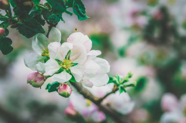 İlkbaharda meyve ağacında küçük beyaz çiçekler