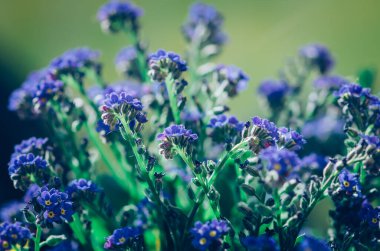 İlkbaharda küçük olmayan güzel unutma beni üfleyicileri