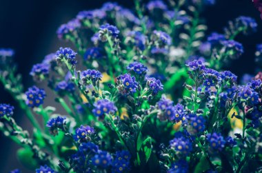 İlkbaharda küçük olmayan güzel unutma beni üfleyicileri